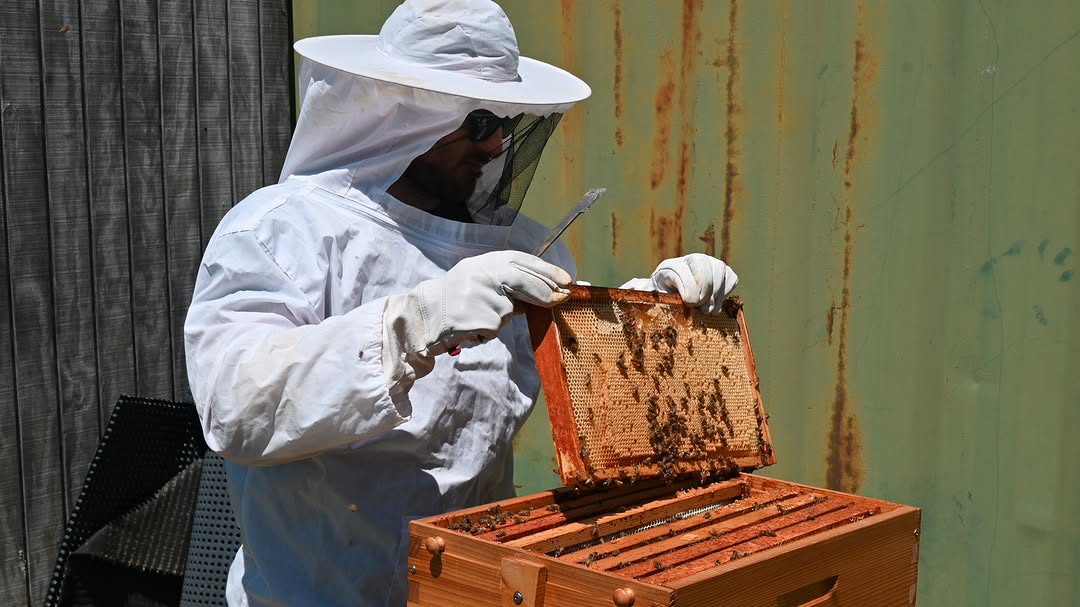 Joe pulling a frame of honeycomb from the hive